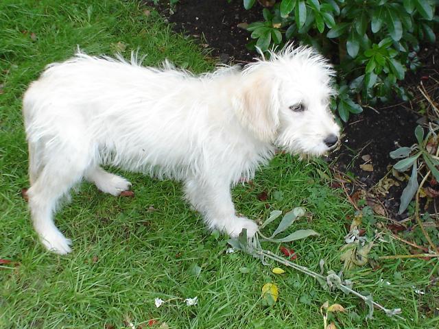 Dogs name: TobyOwners Name: SandraThis is Toby at 3 months, very soft, straight hair, fleece on his head. Beautiful! Tags: Labradoodle