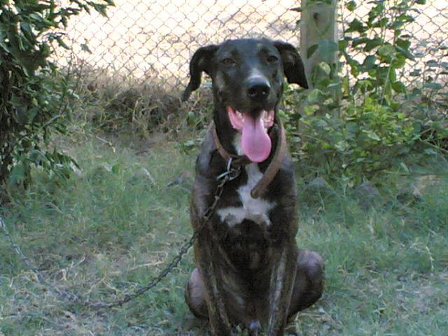 Dogs name: RustyOwners Name: kashi Tags: German Pointer