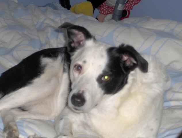 Dogs name: HeidiOwners Name: Tags: Border Collie