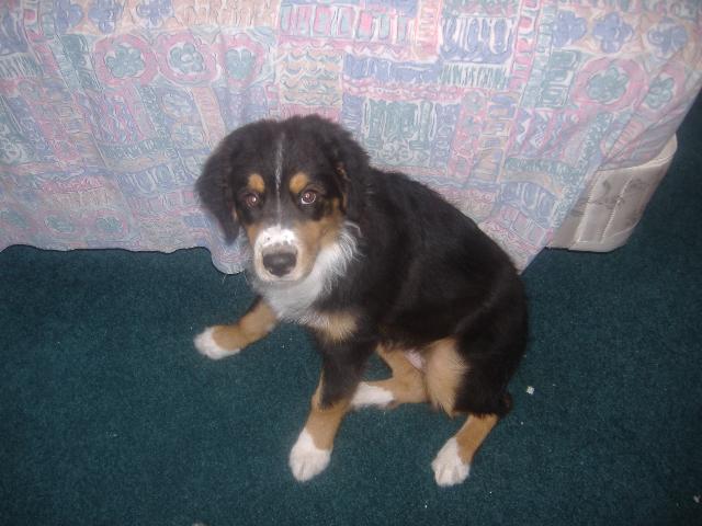 Dogs name: schdow (chado)Owners Name: alex/barb zemer Tags: Australian Shepherd