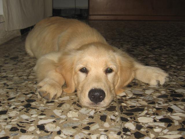 Dogs name: NanaOwners Name: GennyShe is crazy!...so wild...and so special...I love her too... Tags: Golden Retriever