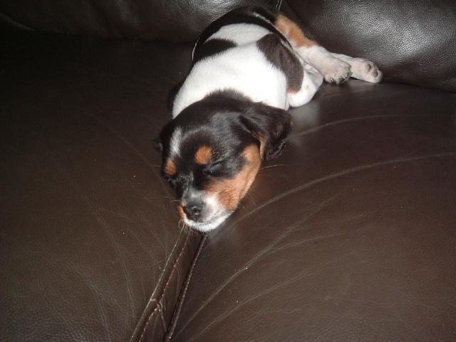 Dogs name: AlfieOwners Name: Heidi Sweatland8wks old Tags: Crossbreeds