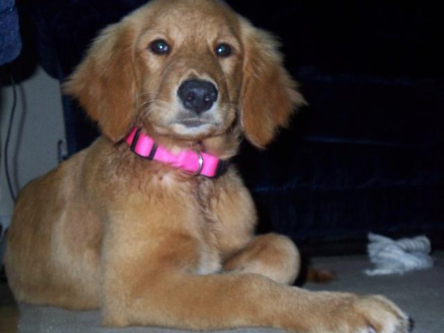 Dogs name: StellaOwners Name: Chrissy Tags: Golden Retriever