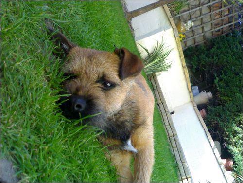 Dogs name: rafaOwners Name: lewisthis is rafa after his birthday he is now 1 years old and i love him loads. Tags: Border Terrier