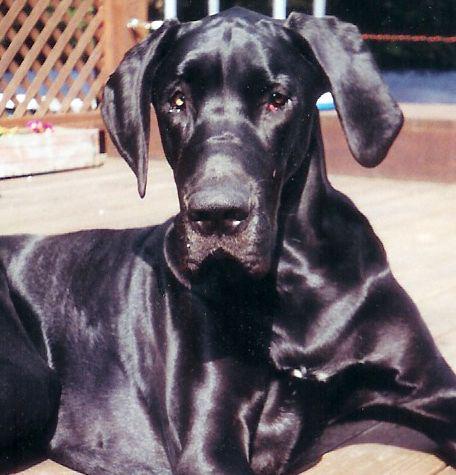 Dogs name: AngusOwners Name: Laurie A. P. CopelandRegal Angus
The Black Beauty who fought a hard battle of illness and was valiant through it all.
We love you Angus forever. Tags: Great Dane