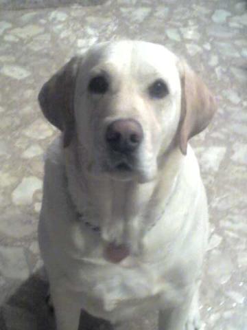 Dogs Name: BlakeOwners Name: Sherry CockrillBlake is 3 years old..He adopted my family along with 2 Bassets and 3 Cats...He loves everyone and is a great dog.. Tags: Labrador Retriever