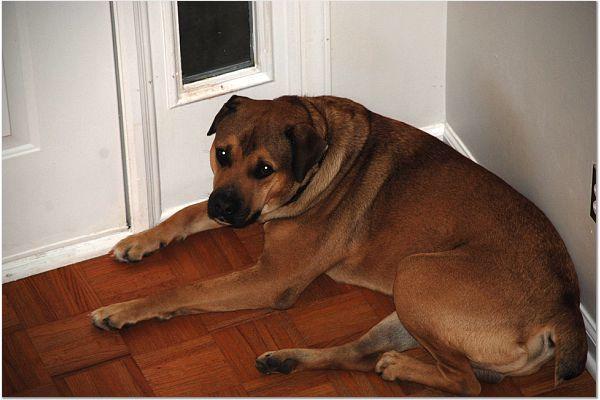 Dogs Name: MaxGreat dog but he can be extremely protective...I rescued him at 8 months...now 2 yrs and 125lbs... Tags: Crossbreeds
