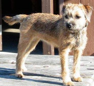 Dogs Name: roxyhe is a cutie Tags: Border Terrier