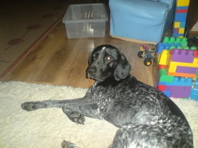 Dogs Name: zeusOwners Name: nicoleVery clever dog Tags: German Pointer