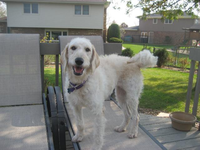 Dogs Name: CaseyOwners Name: ColleenCasey is a 14 month old labradoodle. I resqued her from a shelter 3 months ago. She is the most loving dog and boy is she smart. She can also jump incredibly high Tags: Labradoodle