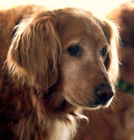 Dogs Name: DizzyOwners Name: John YatesOur Grand Old Boy, eight this year and still a puppy at heart, well, a hundred pound puppy. Shares (sheds) the roost with two other Golden's, Mulligan and Calvin. Tags: Golden Retriever