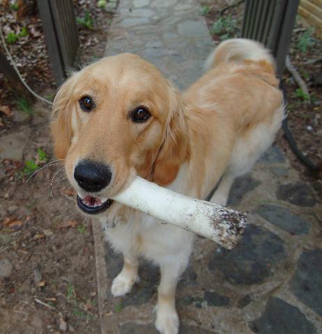 Dogs Name: CalvinOwners Name: JohnTotally Gonzo and my best bud. Adopted like our other two. Only two, he still can drive the rest of the family nuts. Tags: Golden Retriever