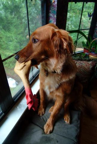 Dogs Name: MulliganOwners Name: JohnA quiet adopted Golden with shorter hair that Dizzy or Calvin. He's Calvin's favorite chew-toy and the chicken is his. Tags: Golden Retriever