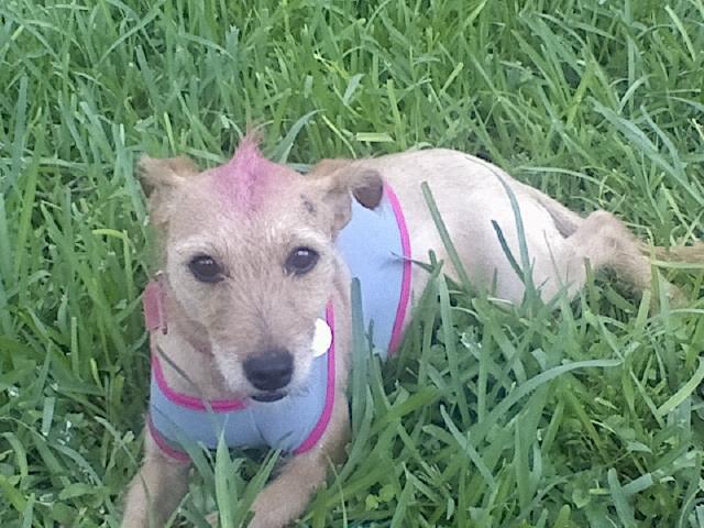 Dogs Name: ScrappyOwners Name: Bren3 year old Female just out of the beauty shop she sports a kickin pink Mohawk cause she's daddies little punk rock princess. (yes the color is animal safe) Tags: Border Terrier
