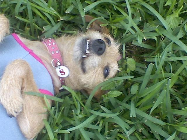 Dogs Name: ScrappyOwners Name: BrenLooking cute Tags: Border Terrier
