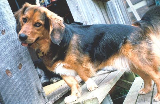 Dogs Name: OzzyOwners Name: PatLittle Oz is a pound pup and has given us many years of unconditional love.  He is a good hearted little fellow and rules the roost with 3 Rotties. I was told he is part Basset and part Shepard.  A fine combo. Tags: Crossbreeds