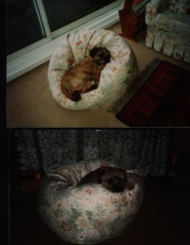 Dogs Name: inky Tags: Border Terrier