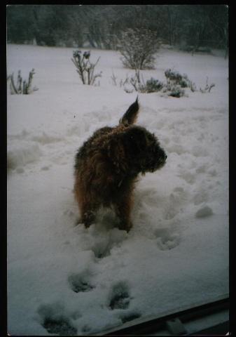 Dogs Name: inkyOwners Name: sueour dear inky in Germany, his first experience of snow. Sadly he passed away aged 14,in 2003. He was an absolute delight. Tags: Border Terrier