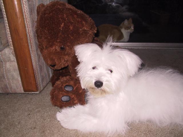Dogs Name: Maci MarieOwners Name: KrissyMaci is the most intelligent,and acrobatic
dog I have ever seen 
her face says \LOVE ME!\ Tags: Bichon Frise