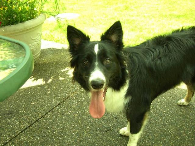 Dogs Name: LizzieOwners Name: Karlie Stearns Tags: Australian Shepherd