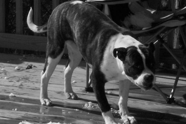Dogs Name: MissyOwners Name: The MillsOur Pit bull, she is a sweetie Tags: Bulldog