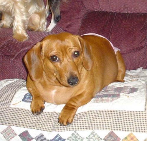 Dogs Name: AnnieOwners Name: Ed & Marietta McKinneyOur girl Annie! As you can see she likes to eat. Annie steals the heart of everyone that walks into our door. It is true, once you have a doxie you want another one. Tags: Dachshund