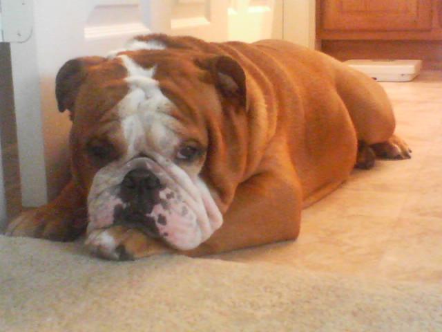 Dogs Name: BoteroOwners Name: JP FeoBotero Feo, 3 years old, Plano, Tx Tags: Bulldog