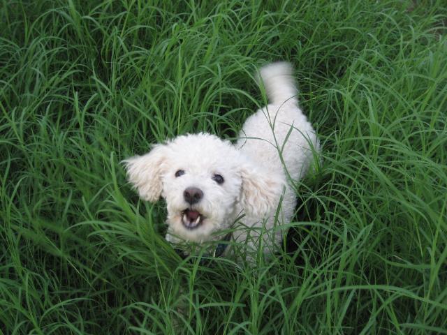 Dogs Name: Daisy CrockettOwners Name: Emily Willard & Zan SavageWe rescued our dog in the desert in AZ, and therefore named her Daisy Crockett - dog of the wild frontier. She has changed my life forever. I am so in love. Tags: Bichon Frise
