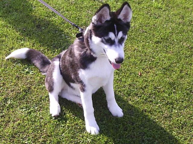 Dogs Name: NANOOKOwners Name: James Barnesshe's 10 months old and totally insane a right pain but love her loads and would'nt be without her Tags: Siberian Husky