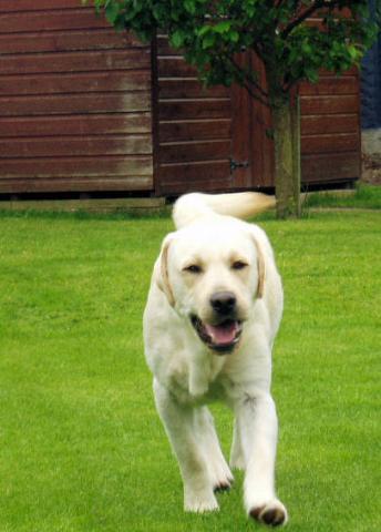 Dogs Name: MerlinAdopted us at 11 months of age.  Now 19 months old. Thief of Hearts. Slancer of Socks. Eater of anything. Tags: Labrador Retriever