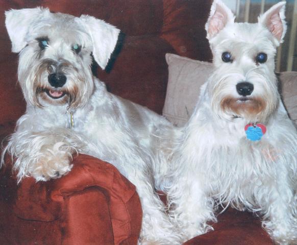 Dogs Name: Bo and CandyOwners Name: Kathy D.Bo, 5 and Candy, 6, \share\ Bo's recliner. Or so he THINKS it's his. These are my 2nd and 3rd schnauzers. Love the breed for their love of their owner. Truly have distinctive personalities. Tags: Standard Schnauzer