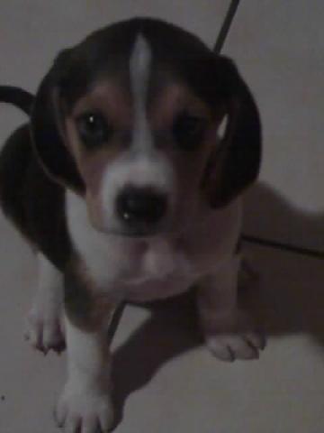 Dogs Name: kaizerOwners Name: AliciaKaizer have a lot of energy, now his 8 mounths old. Tags: Beagle
