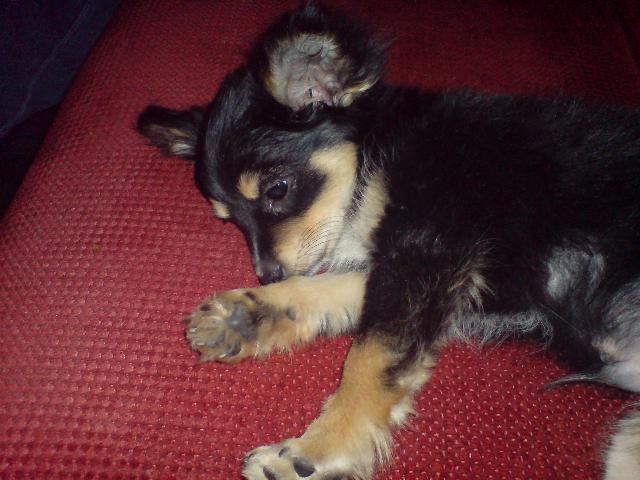 Dogs Name: princeOwners Name: jennie Tags: Chihuahua