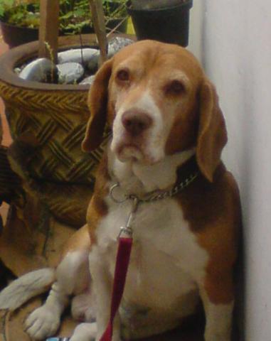 Dogs Name: LucasOwners Name: SebasEl webon mas grande del mundo es la neta este compa Tags: Beagle
