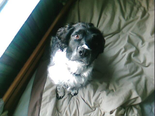 Dogs Name: dillen {robs ryde}Owners Name: daniellejust another pic coz dat other 1 is a bit blury but same dog Tags: English Springer Spaniel