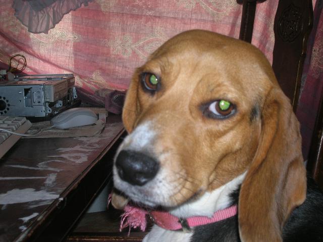 Dogs Name: BellOwners Name: Daniel ArnoldMy dog bell is so cuute! Tags: Beagle