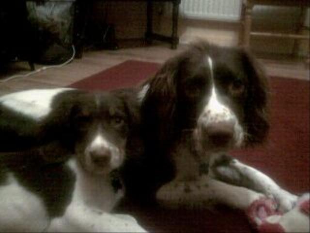 Dogs Name: Dylan (Right) & TitchOwners Name: Lisa James Tags: English Springer Spaniel