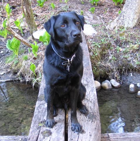 Dogs Name: OxfordThis is 