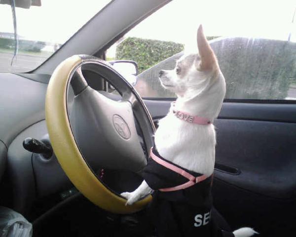 Dogs Name: Gabby Tags: Chihuahua
