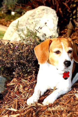 Dogs Name: HannahHannah is 5 years old. She is pure bread and her father was a champion. She is energetic and loving. She once nursed a kitten and thought it was her puppy. As well as many of her stuffed animals. Including a plastic rattlesnake named 