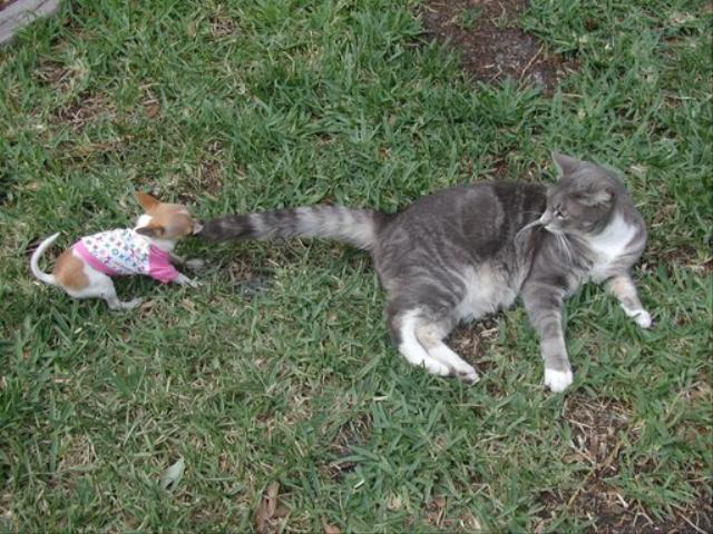 Dogs Name: China DollOwners Name: DK SkipperChina Doll 1 lb 12 oz. with Indy (rag doll mix) 14 lbs. Tags: Chihuahua