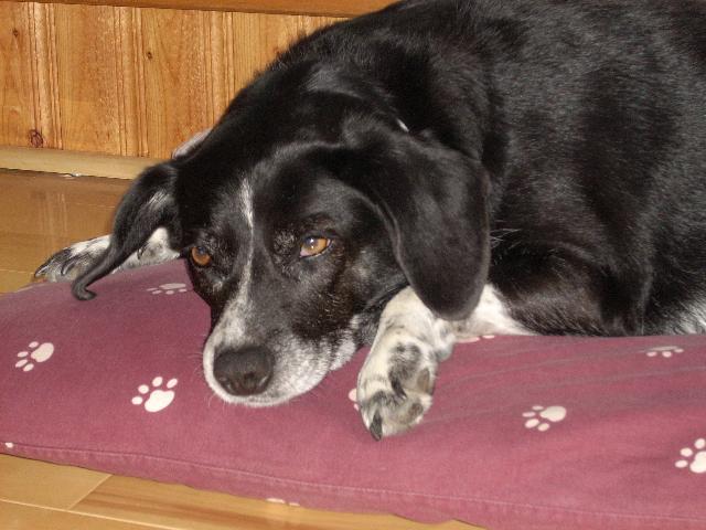 Dogs Name: ZoeyOwners Name: LaraOur Zoey is in her usual 'snoozing on her bed' pose.She is 10 years old and we adopted her 2 years ago. She has a beagle like head,with Dalmation like dlamation coloring of black and white. She's a sweetie! Tags: Crossbreeds
