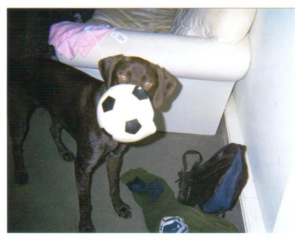 Dogs Name: dougalhe Tags: German Pointer