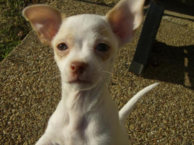 Dogs Name: LucyOwners Name: Loran SmithShe is a doll, the sweetest dog I've ever had. Tags: Chihuahua