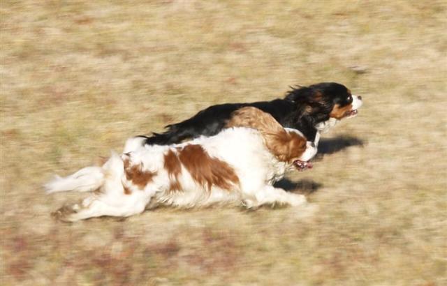 Dogs Name: Tucker and ChumleyOwners Name: Bill and Anne Marsh Tags: Cavalier King Charles Spaniel