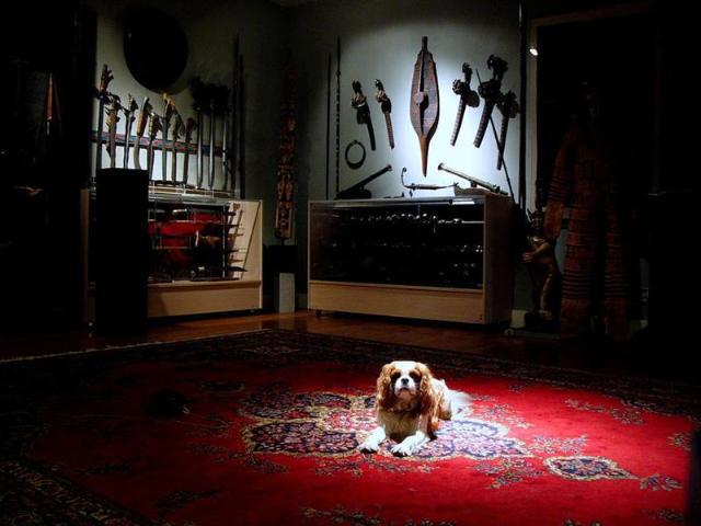 Dogs Name: Tucker MarshOwners Name: Bill and Anne Marsh Tags: Cavalier King Charles Spaniel