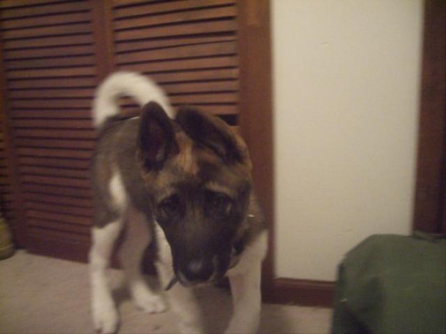 Dogs Name: baku mizuhe just a lil guy here Tags: Akita