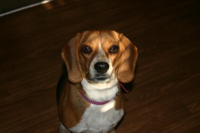 Dogs Name: MollyOwners Name: WarfordsMolly is 1.5 yrs old. We adopted her from a shelter. She is our first dog and she is wonderful with our kids! And she is beautiful to us. Tags: Beagle