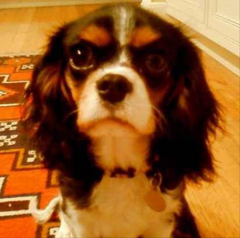 Dogs Name: Olive Tags: Cavalier King Charles Spaniel