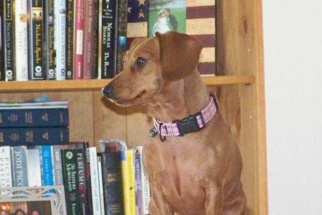 Dogs Name: BellaOwners Name: CTThe love of our life! Tags: Dachshund